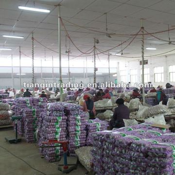 Jinxiang Garlic Exporter