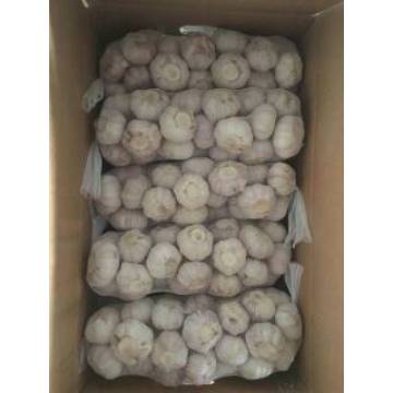 Vente chaude 1 * 10kg ail blanc normal dans le carton