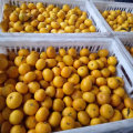 Top Quality of Fresh Honey Baby Mandarin