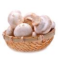 White button mushroom extract 10%-50% Polysacchrides