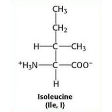 Grado Farmacéutico L-Isoleucina / Isoleucina