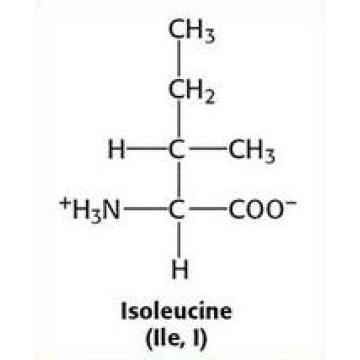 Pharmaceutique Grade L-Isoleucine / Isoleucine