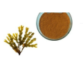 Extracto de algas marinas de venta caliente 10% de fucoxantina