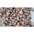 Alho Fresh Garlic Fresh Price From Fresh Jining Garlic / ajo Chino Jinxiang Garlic