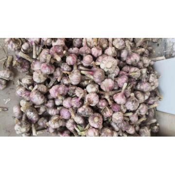 Чеснок Fresh Garlic Fresh Price From Fresh Jining Garlic / Ajo Chino Jinxiang Garlic