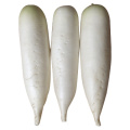 2014 New Crop for Sale Fresh White Radish