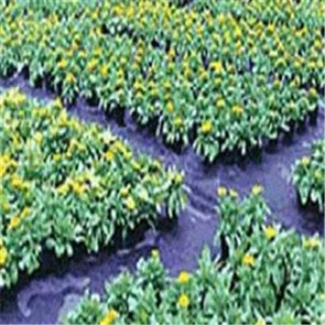 PP Woven Weed Mat/Ground Cover /Weed Barrier Mat