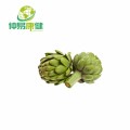 Artichoke Extract