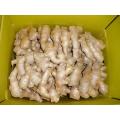 Air dried Ginger from Weifang