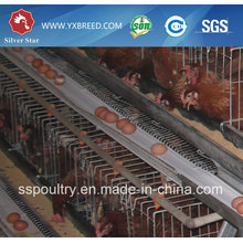 Commercial Chicken House for Sale / Layer Cage / Design Layer Chicken Cages