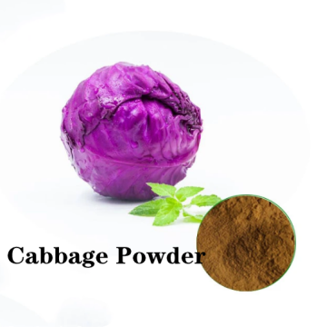 Cabbage Powder Supply Produits de bonne qualité