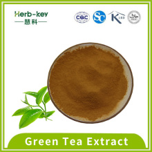Antioxidant 50% tea polyphenol green tea extract