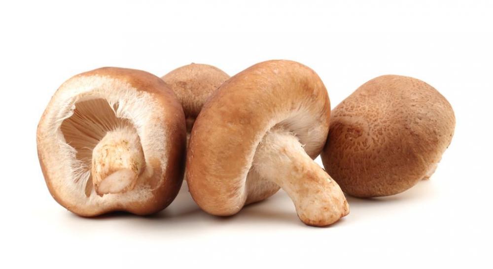 Shiitake Mushroom