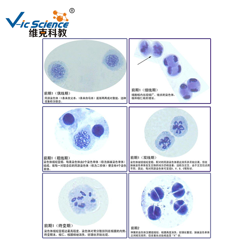 Anther Meiosis