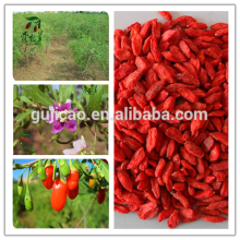 nueva cosecha Goji Wolfberry fruta Goji Berry Ningxia Goji hierba china medicina wolfberry