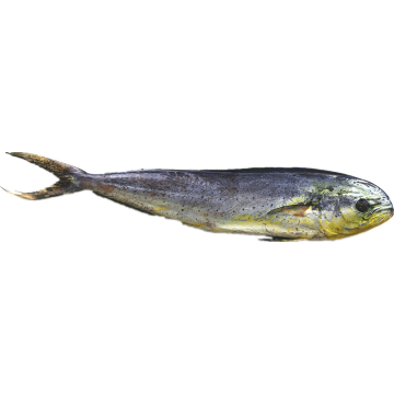 Whole Round Frozen Mahi Mahi