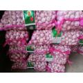 2020 New Crop Fresh Normal White Red Garlic