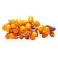 Sea Buckthorn Fruit Oil