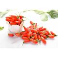 100% Natural lycium barbarum extract Goji extract