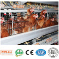 Couche de batterie automatique de meilleure qualité et durable Cage de poulet