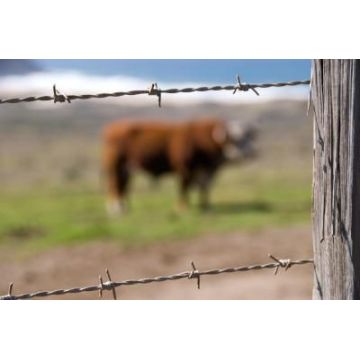 Galvanized Twist and Reverse Twist Barbed Wire