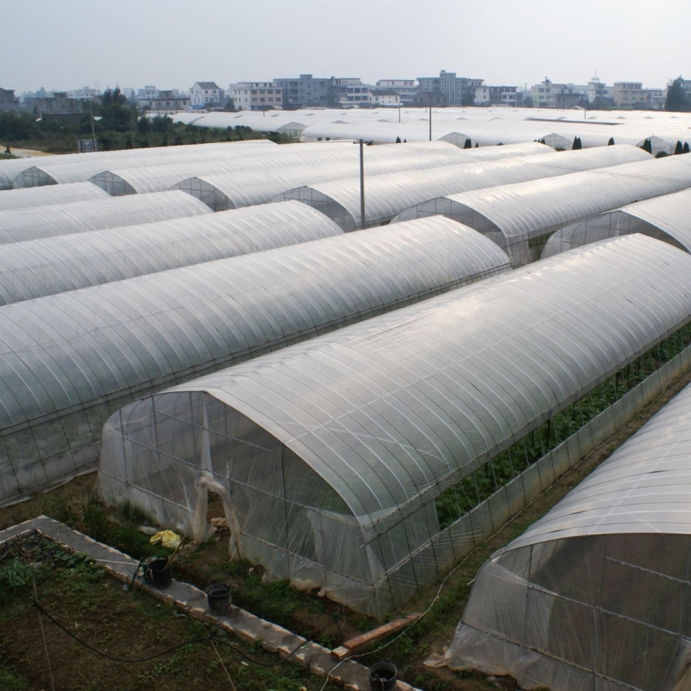 Single Greenhouse for Vegetable Planting Single Greenhouse for Vegetable Planting