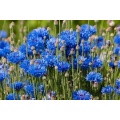 Chinese Attractive Cornflower Sale