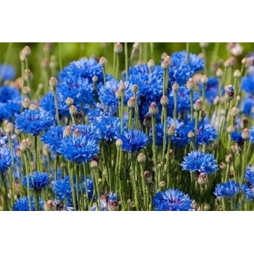 Chinese Attractive Cornflower Sale