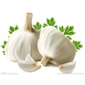 Garlic 100% Pure Best Therapeutic Grade Essential Oil10ml