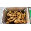 New Crop Fresh Ginger For Sale