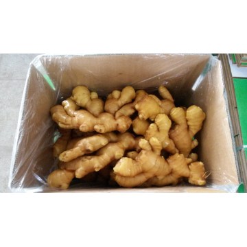 New Crop Fresh Ginger For Sale