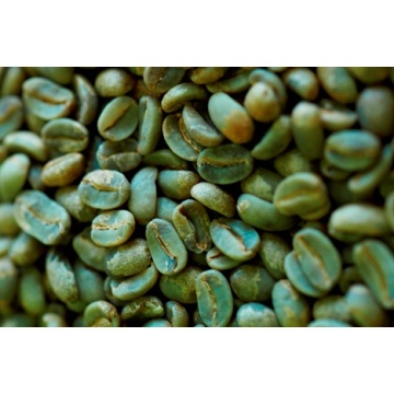 Green Coffee Bean Extract Chlorogenic Acid Powder