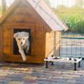 Elevated Dog Bowl Stand with Stainless Steel Bowls