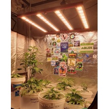 Hosehold Luces de cultivo LED de 240w con atenuación pequeña