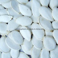 Hot Sales Shine Skin Pumpkin Kernel (AA) with Green Color, Good Price