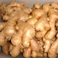 Exporter la nouvelle culture chinoise Good Quality Ginger