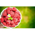 Supplements Raspberry Extract 98% Raspberry Ketone Powder