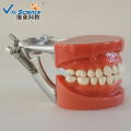 Dental Model Hard gum