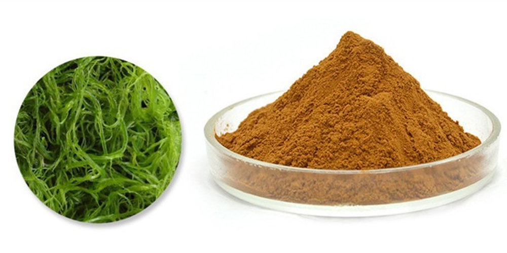Seaweed extract powder market Seaweed extract powder market