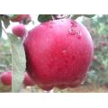 Red Delicious Huaniu Apple with Best Quality