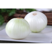 Fresh Round Yellow Onion