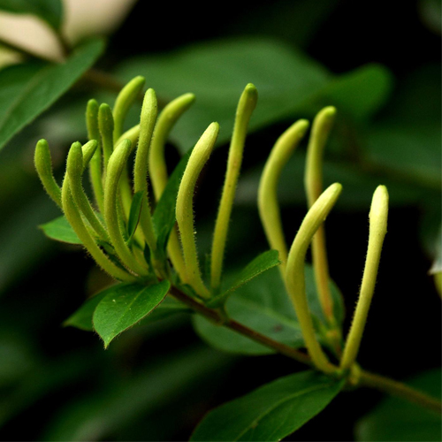 wild honeysuckle herbal tea