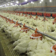 Automatic Broiler Poultry Equipment From Qingdao, China