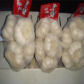 New Crop Best Price for Garlic Factory Price