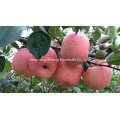 New Crop Fresh FUJI Apple