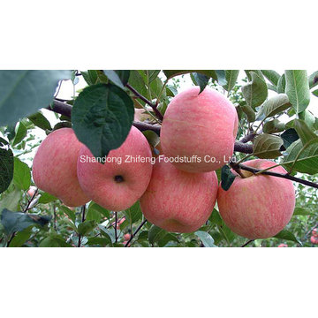 New Crop Fresh FUJI Apple