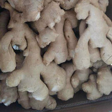 Golden Supplier of Fresh Air Dry Ginger