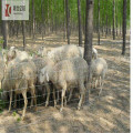 Clôture de protection des animaux Clôture de ferme de chevreuils