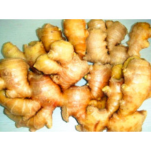 Primeira Qualidade China Fresh Ginger Fornecedor 100-150g