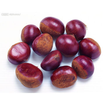 Organic Fresh Chestnut with Best Price